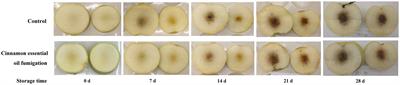 Cinnamon essential oil vapor alleviates the reduction of aroma-related volatiles in cold-stored “Feicheng” peach using HS-GC-IMS